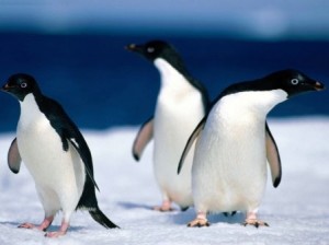 pinguinos adelie