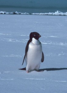 pinguinos adelie