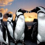 pinguinos africanos