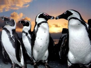 pinguinos africanos