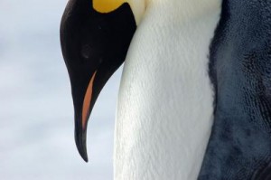 pinguino emperador