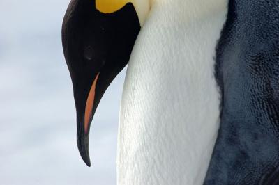 Pingüino emperador » PINGUINOPEDIA