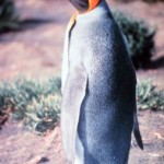 pinguino rey