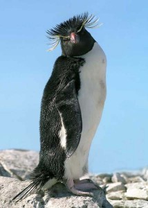 pinguino macaroni