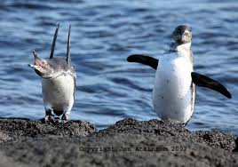 pinguino galapagos