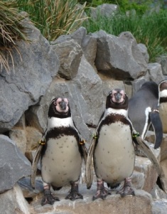 pinguino humbold