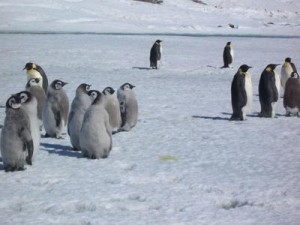 pinguinos crias
