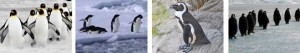 Tipos de pingüinos » PINGUINOPEDIA